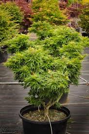 Acer Palmatum Mikawa Yatsubusa Japanese Maple Japanese Garden Japanese Maple Tree Japanese Maple