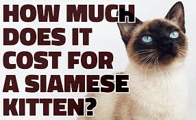 Because of differing tastes among cat fanciers. How Much Does It Cost For A Siamese Kitten Bestcatart Com
