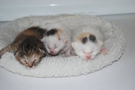 Hiring a nanny service in san diego, ca through care.com will cost an average of $16.50 per hour as of january 2021. Foster East County Animal Rescue