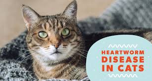 We may get commissions for purchases made through links in this post. Heartworm In Cats Signs Diagnosis Treatment And Prevention Bechewy