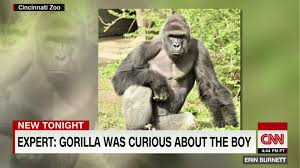 Gorilla grodd appears on the cw's the flash, voiced by david sobolov.this version was a test subject for general wade eiling's experiments in developing psychic abilities for interrogation under s.t.a.r. Harambe Cecil Why We Mourn Animal Deaths So Intensely Cnn