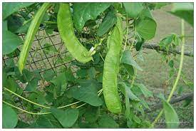 Terdapat beberapa hal yang perlubanda ketahui mengenai bahan dan cara. My Green Eye S Sudu Itik Kacang Parang