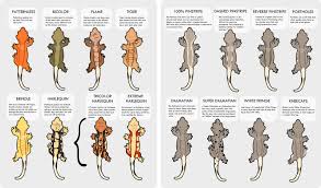 Crested Gecko Morphs Gecko Terrarium Crested Gecko