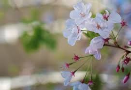 Maybe you would like to learn more about one of these? Stop And Smell The Bay S Spring Blooms 7x7 Bay Area