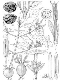 Image result for Heinsia