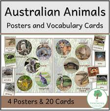 Vector animal icons of australia, kangaroo and koala, wombat and ostrich inscription australian animals, collection pictures, variety mammal, design cartoon style vector. Australian Animals Display Posters And Vocabulary Cards My Teaching Cupboard