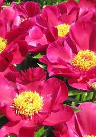 Ein video von ihrem computer oder handy öffnen oder ziehen und ablegen. Strauch Pfingstrose Paonie 28 Cm Topf Pink Paeonia Suffruticosa Straucher Pfingstrosen Pflanzen
