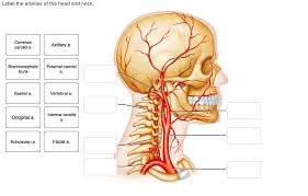 Check spelling or type a new query. Label The Arteries Of The Head And Neck Common Chegg Com