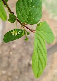 Image result for Berchemia zeyheri