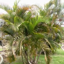Image result for Dypsis lutescens
