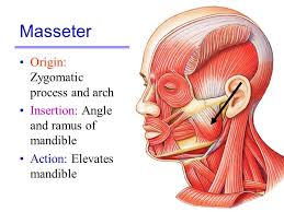 Image Result For Masseter Origin And Insertion The Originals Image Elevation
