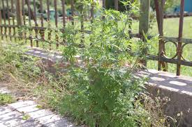 Ambrozia este o plantă erbacee care face parte din familia asteraceae. In LuptÄƒ Cu Cea Mai AlergenÄƒ PlantÄƒ Gazeta De Sud