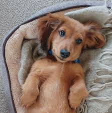 What A Beautiful Face Dachshund Puppy Miniature Dachshund Puppy Funny Dachshund Puppies