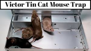 Victor Tin Cat Mouse Trap Claims To Catch 30 Mice In One Night Youtube