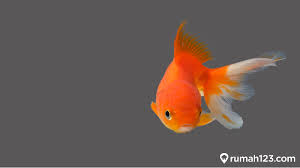 Check spelling or type a new query. 10 Jenis Ikan Mas Koki Beserta Harganya Cocok Untuk Akuarium Rumah Rumah123 Com