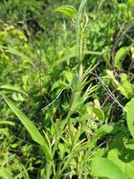 Image result for Hackelochloa granularis