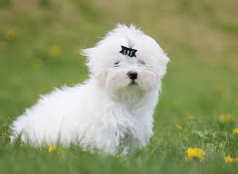 33 White Dog Breeds Small Medium Big With Fluffy Short Fur Woof It S Zelda