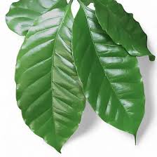 Image result for Coffea