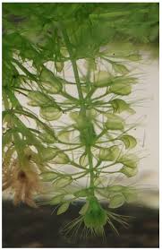 Image result for Aldrovanda vesiculosa