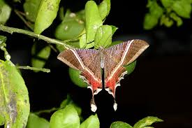 P1110392 Sematura Selene In The Hostal Casa Del Abuelo Garden In Tena Nature Art Moth Butterfly