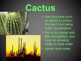 Watering your plant once a week should be. Some Cool Plant Adaptations Cactus Has Structures Such As Spines To Protect The Plant From Being Eaten By Predators Live In Dry Places With Little Precipitation Ppt Download
