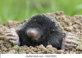 From wikimedia commons, the free media repository. Mole Talpa Europaea Stock Photo Edit Now 156155021