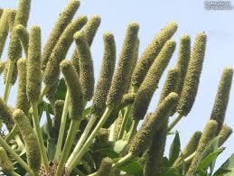 Image result for Cussonia