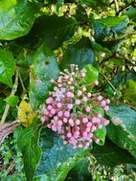 Image result for Rogiera amoena