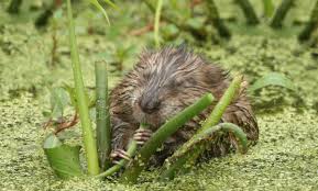 Check spelling or type a new query. Muskrat Wildlife Illinois