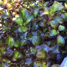 Image result for Coptosperma zygoon