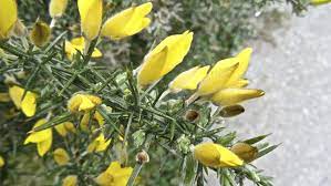 And as its name implies, butterflies love these blooms! What Is A Gorse Bush Information About Flowering Gorse Shrubs