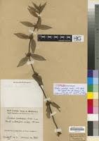 Image result for Spermacoce ruelliae