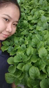 Safe po ba ang apple cider for pregnant ??