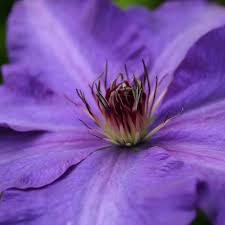 Typically, this flower is moderately priced. Buy Clematis Group 2 Clematis The President 23 99 Delivery By Crocus