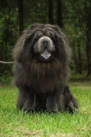 Thirsty black dog sticking out tongue on summer heat. Dog Coat Genetics Wikipedia