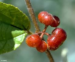 Image result for Grewia holtzii