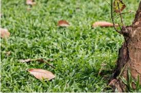 Maybe you would like to learn more about one of these? Bay Tree Leaves Falling Off Reasons For Dropping Bay Leaves