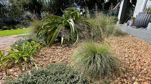 Image result for Sporobolus stapfianus