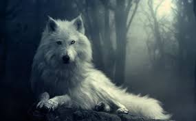 Beautiful Picture Of A Fantasy Wolf The Real Ones Are Beautiful Too But Little Red Riding Hood Should Never Have Gone I Wolf Photos Wolf Wallpaper Wolf Images