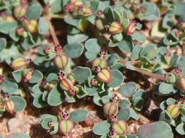 Image result for Euphorbia serpens