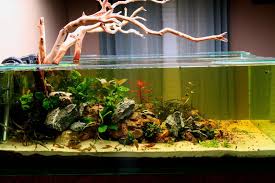 Pin On Aquarium