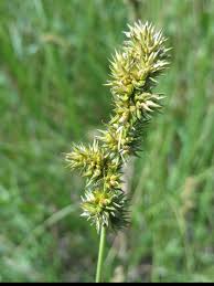 Image result for Carex steudneri