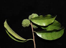 Image result for Maclura africana