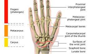 Fungsi Tulang Jari Tangan Struktur Dan Cara Kerjanya Schoology Co Id Schoology Finger Joint Joint