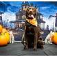 Halloween Pics @ Island Pet Company event image