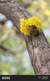 We did not find results for: Tabebuia Spectabilis Image Photo Free Trial Bigstock