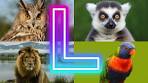 Video L is for Love: Adorable Animals and Birds Starting with L - YouTube