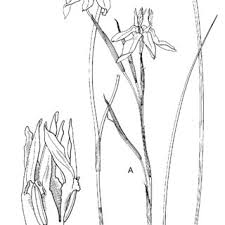 Image result for Moraea niassensis