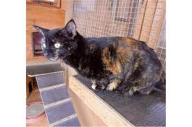 There are five types of dementia and 13 stages of the disease. Cat Left To Fend For Itself After Owner Got Dementia Is In Need Of A New Home Clacton And Frinton Gazette