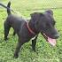 Patterdale Terrier Dog Breed Information and Pictures